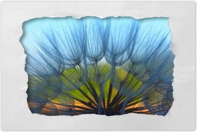 Poszterek 90x60 Pitypang Virág Virágok