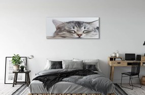 Canvas képek álmos macska 125x50 cm