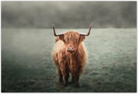 Poszterek 200x135 Skót szőrös tehén