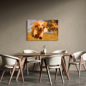 Kép - Golden Retriever (90x60 cm)
