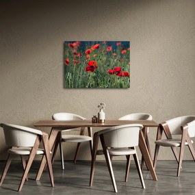 Kép - Rét mák virággal (70x50 cm)