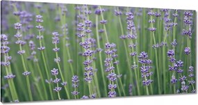 Vászonkép 180x90 Levendula világ