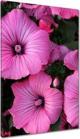 Vászonkép 80x120 Lila virágok