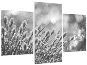 Kép - Bézs színű puha fű N⁰1 (90x60 cm)