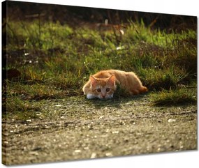 Vászonkép 40x30 Cica Cicák