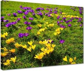 Vászonkép 40x30 Krokodilok a réten