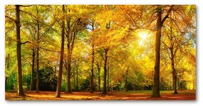 Akrilüveg fotó Erdő ősszel oah-89529230