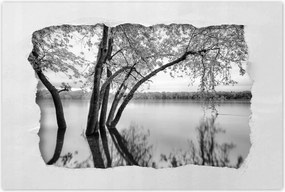 Poszterek 90x60 Fák Erdő Tó