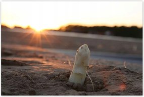 Poszterek 120x80 Spárga növekedés