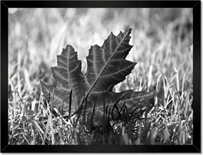 Poszterek keretben 40x30 Őszi levél a fűben