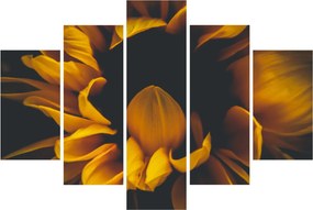 Kép - Napraforgó fekete háttérben (150x105 cm)