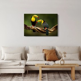 Ülő tukánok képe, Costa Rica (90x60 cm)
