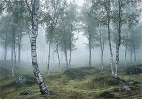 Fotótapéta Nyírerdő 3D Természet Köd Falra Hálószoba Nappali 250x175