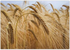 Poszterek 100x70 Kalászok gabonával Gabonafélék