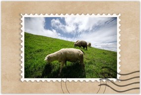 Poszterek 90x60 Bárányok a legelőn