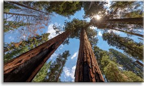 Vászonkép Magas fák Ég Természet Nap 100x80 cm