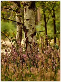 Poszterek 100x135 Nyírfa a hangák között Erdő
