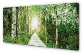 Canvas képek Nyírfa erdei út 100x50 cm