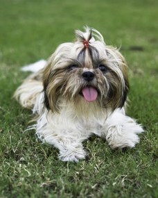 Poszter 40x50cm Båjos kis kutyus a fƱben, Assaf Frank