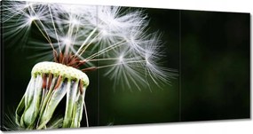 Vászonkép 120x60 Pitypang Virág Virágok