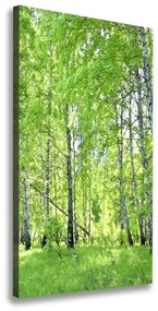 Vászon nyomtatás Nyírfa erdő ocv-84161730