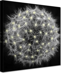 Vászonkép 60x60 Pitypang Virág Virágok