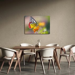 Egy pillangó képe a virágon (70x50 cm)