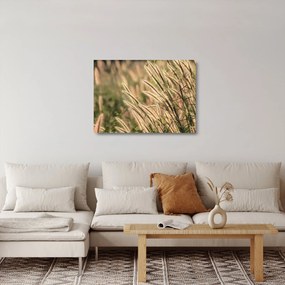 Üveg kép - Gabona (70x50 cm)