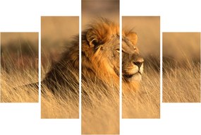 Kép - Etosha Nemzeti Park (150x105 cm)