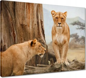 Vászonkép 50x40 Oroszlánok Afrikában