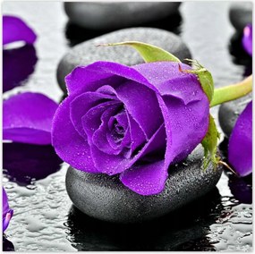 Poszterek 30x30 Lila rózsa kövek