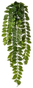 Művirág Columnea popínavá, 85 cm, zöld