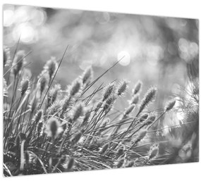 Üveg kép - Bézs színű puha fű N⁰1 (70x50 cm)