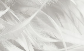 Dekoratív Fotótapéta Flizelin a Hálószobába Finom tollak 416x254