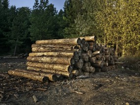 Poszter 40x30cm Fa rönkök egy kupacban, Assaf Frank