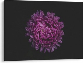 Lila virág képe (70x50 cm)