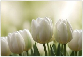 Poszterek 200x135 Fehér tulipánok