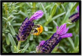 Poszter keretben 60x40 Levendula világ