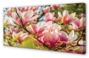 Canvas képek pink magnólia 100x50 cm