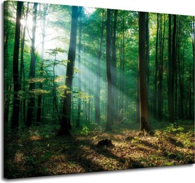 Vászonkép Erdő Fák Nap sugarai 100x80 cm Ideális ajándék