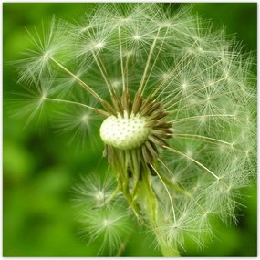 Poszterek 100x100 Pitypang Virág Virágok