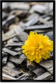 Poszterek keretben 40x60 Tej a faaprítékon