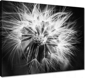 Vászonkép 50x40 Pitypang Virág Virágok