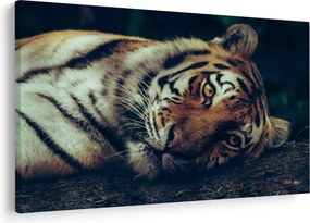 Kép - Szibériai tigris (90x60 cm)