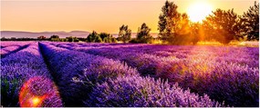 A levendula mező képe, Provence (120x50 cm)