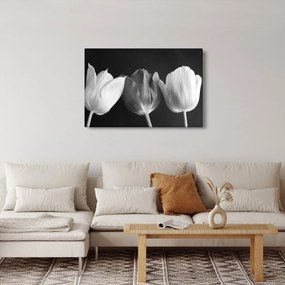 Kép - fekete-fehér tulipán virág (90x60 cm)