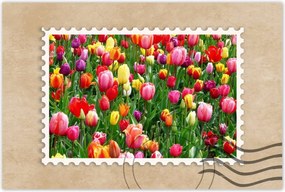 Poszterek 60x40 Színes tulipánok a réten