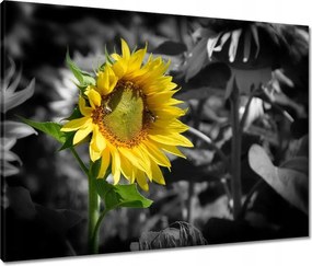 Vászonkép 80x60 Napraforgó
