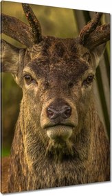 Vászonkép 80x120 Szarvas tekintet