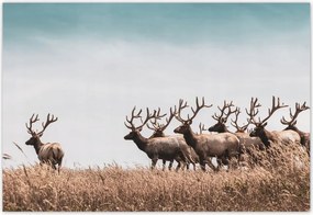 Fotótapéta flizelina 152x104 Szarvasok felhője